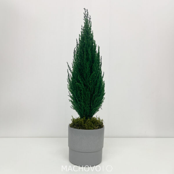 Tuja stabilizovaná - šedý kvetináč - 50-60cm