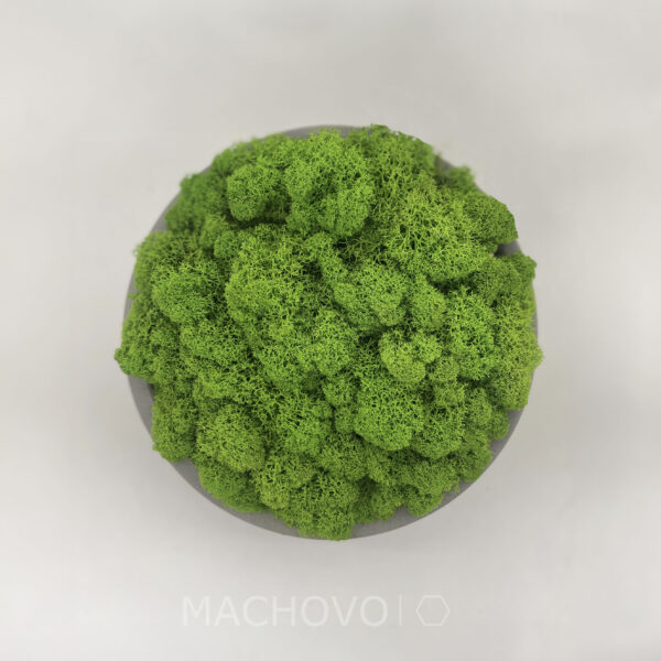 Machová miska XL- svetlý lišajník - Image 4
